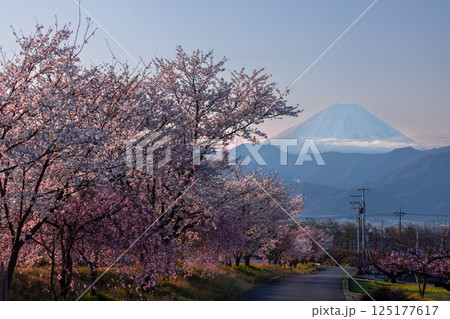 山梨県南アルプス市曲輪田 朝の大和川沿いのベニシダレザクラなどの桜並木と背景の冠雪した富士山 山梨県南アルプス市曲輪田 朝の大和川沿いのベニシダレザクラなどの桜並木と背景の冠雪した富士山 125177617