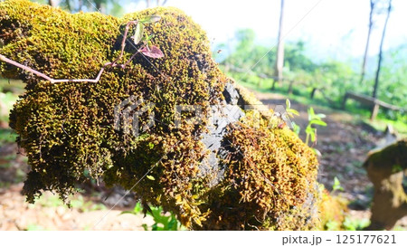 Green moss grows on trees 125177621