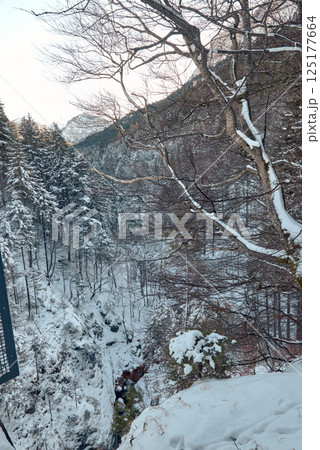 Snowy Winter Forest with Dense Evergreen Trees and Serene Landscape. Snowy forest landscape at dawn with lush winter forest and snowy canyon, capturing serene snowy mountain scene in the Alps, evoking Snowy Winter Forest with Dense Evergreen Trees and Serene Landscape. Snowy forest landscape at dawn with lush winter forest and snowy canyon, capturing serene snowy mountain scene in the Alps, evoking 125177664