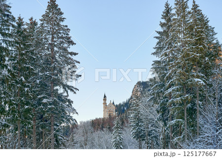 Neuschwanstein Castle in Snowy Winter Forest with Gothic and Renaissance Architecture, Surrounded by Snow-Laden Evergreen Trees and Clear Blue Sky on a Tranquil Morning 125177667