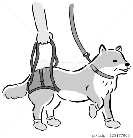 ウォーキングベルトを使うシニア犬の手描きイラスト ウォーキングベルトを使うシニア犬の手描きイラスト 125177900