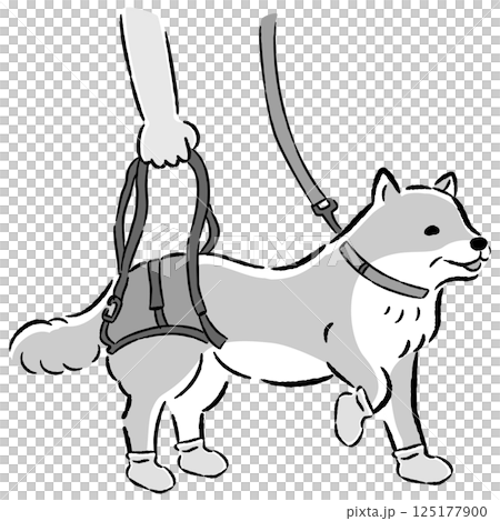 ウォーキングベルトを使うシニア犬の手描きイラスト ウォーキングベルトを使うシニア犬の手描きイラスト 125177900