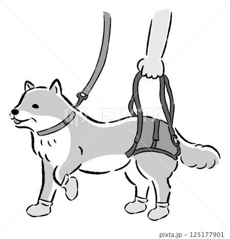 ウォーキングベルトを使うシニア犬の手描きイラスト ウォーキングベルトを使うシニア犬の手描きイラスト 125177901