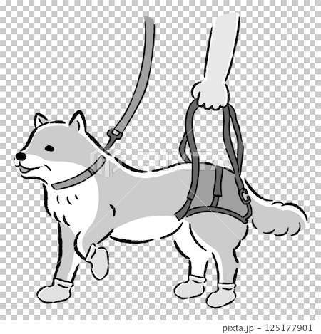Hand-drawn illustration of a senior dog using a walking belt 125177901