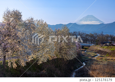 山梨県南アルプス市曲輪田　朝の大和川沿いの桜やコブシなどの並木と背景の冠雪した富士山 125178179
