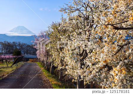 山梨県南アルプス市曲輪田　朝の大和川沿いの桜やコブシなどの並木と背景の冠雪した富士山 125178181