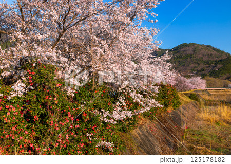 山梨県南アルプス市曲輪田 朝の大和川沿いの桜やシダレザクラ、椿などの並木 山梨県南アルプス市曲輪田 朝の大和川沿いの桜やシダレザクラ、椿などの並木 125178182