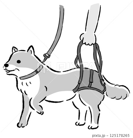 ウォーキングベルトを使うシニア犬の手描きイラスト ウォーキングベルトを使うシニア犬の手描きイラスト 125178265