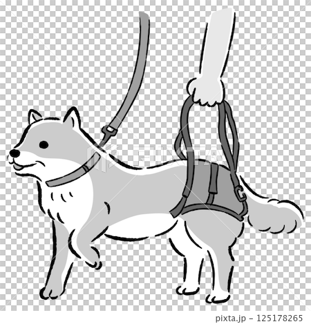 ウォーキングベルトを使うシニア犬の手描きイラスト ウォーキングベルトを使うシニア犬の手描きイラスト 125178265