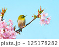 青空に映える可愛いメジロ 125178282