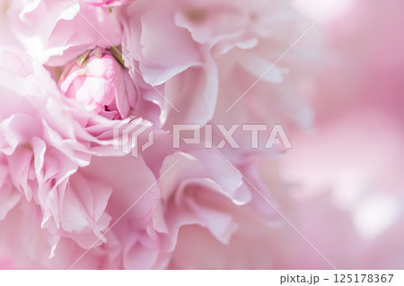 ふんわり八重桜のクローズアップ 125178367