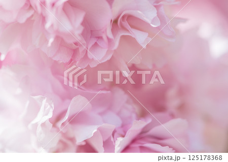 ふんわり柔らかい雰囲気の八重桜 ふんわり柔らかい雰囲気の八重桜 125178368