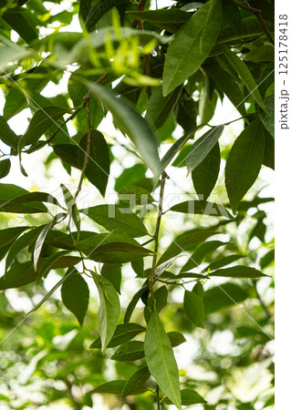 Lemon tree, lemon leaves close-up 125178418