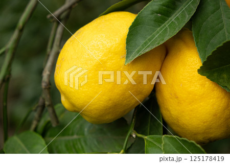 Organic Lemon Tree with Fresh Ripe Fruits 125178419