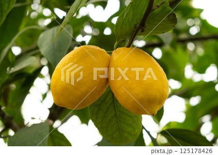 Fresh Yellow Lemons Ripening on Meyer Lemon Tree 125178426
