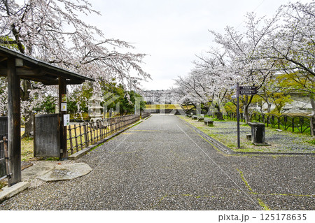 4月初旬の西尾市歴史公園 125178635