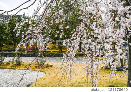 西尾市歴史公園(3月末日)旧近衛邸庭園の枝垂れ桜 西尾市歴史公園(3月末日)旧近衛邸庭園の枝垂れ桜 125178640