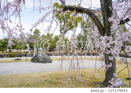 西尾市歴史公園(3月末日)旧近衛邸の庭園 西尾市歴史公園(3月末日)旧近衛邸の庭園 125178645