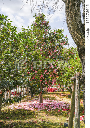 西尾市歴史公園（3月末日）　落ち椿、椿園「椿聴庵」　 125178646