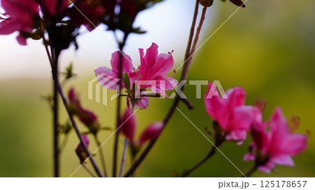 桃色ツツジの花は六義園に咲く本霧島 125178657