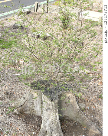 ケヤキの切り株から出る新芽、ひこばえ ケヤキの切り株から出る新芽、ひこばえ 125178713