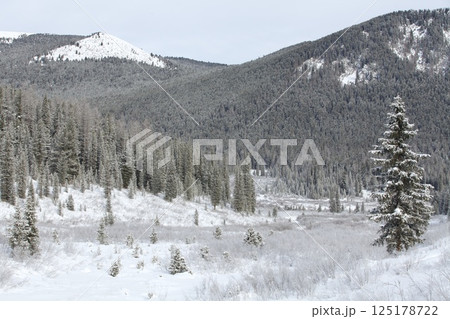 Snow Covered Mountain Valley with Pine Trees 125178722