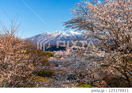 山梨県韮崎市神山町鍋山　川沿いの桜並木と背後の冠雪した八ヶ岳の景色 125178911