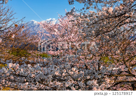山梨県韮崎市神山町鍋山　川沿いの桜並木と背後の冠雪した八ヶ岳の景色 125178917