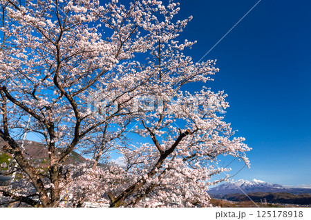 山梨県韮崎市神山町鍋山　川沿いの桜並木と背後の冠雪した八ヶ岳の景色 125178918