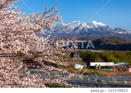 山梨県韮崎市神山町鍋山　川沿いの桜並木と背後の冠雪した八ヶ岳の景色 125178923