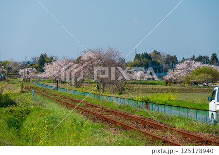 いすみ鉄道　春の長閑な農村風景　いすみ市新田野 125178940