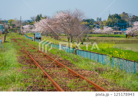いすみ鉄道　春の長閑な農村風景　いすみ市新田野 125178943