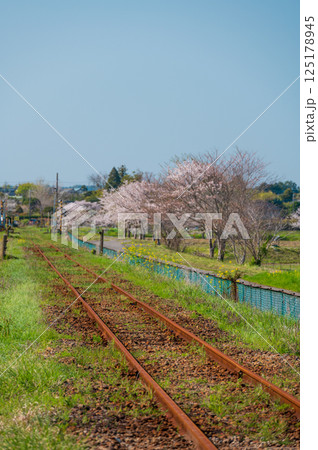 いすみ鉄道 春の長閑な農村風景 いすみ市新田野 いすみ鉄道 春の長閑な農村風景 いすみ市新田野 125178945