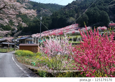 花桃咲く久喜を歩く (高知県 仁淀川町) 花桃咲く久喜を歩く (高知県 仁淀川町) 125179170