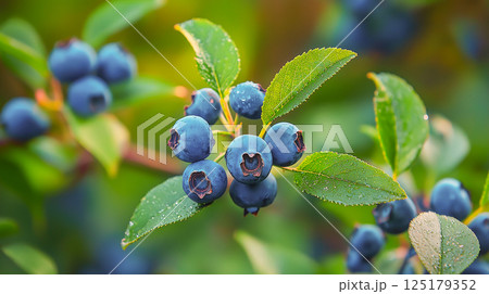 Blueberries growing on a bush in a lush garden under bright sunlight 125179352