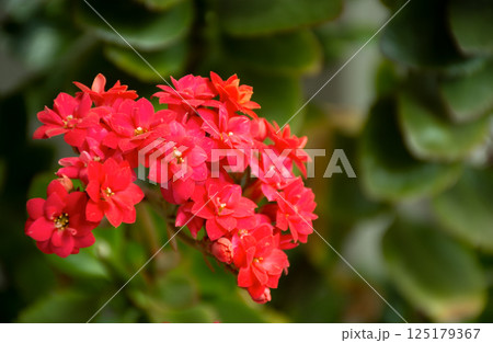 inflorescence of red flowers of Kalanchoe against the background of green leaves, houseplant 125179367