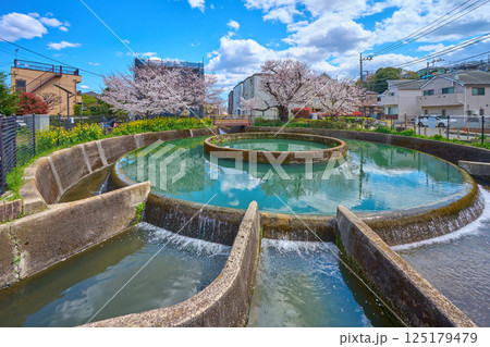春の桜咲く神奈川県川崎市高津区の久地円筒分水(小杉,溝口,根方ぼり側から) 春の桜咲く神奈川県川崎市高津区の久地円筒分水(小杉,溝口,根方ぼり側から) 125179479