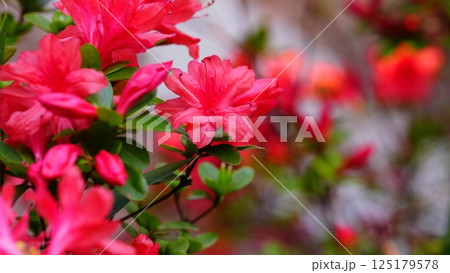 赤いツツジの花は六義園の本霧島 125179578