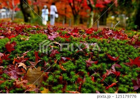 紅葉の落ち葉 紅葉の落ち葉 125179776