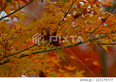 鮮やかな紅葉 鮮やかな紅葉 125179777