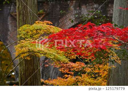 京都の紅葉 125179779