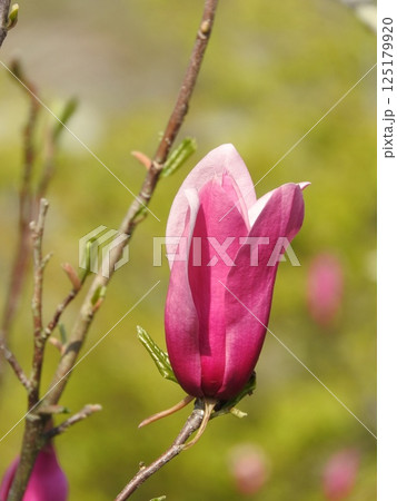 シモクレンの花 シモクレンの花 125179920