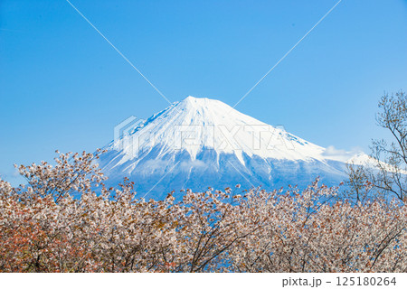 晴れた日に、山頂上に見える冠雪した富士山 晴れた日に、山頂上に見える冠雪した富士山 125180264