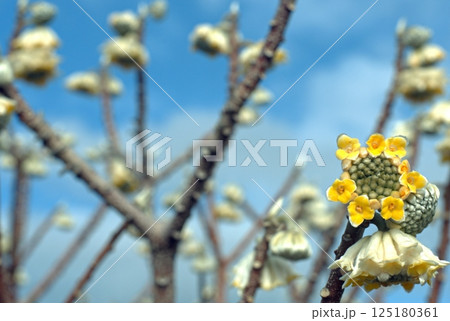 Yellow flowers of Chrysanthemum Edgeworthii, also known as Japanese Paper Bush or Worthingtonia. 125180361