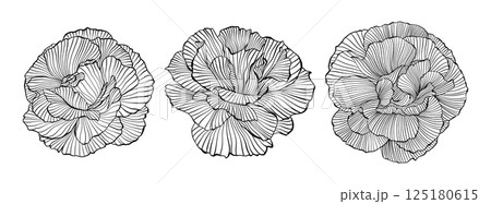 Line Drawing Wavy Flowers Peony, Vector Isolated Line Art Hand-Drawn Peony Floral Logo Set Intricate Black Outline Vector, Elegant Floral Details Illustration 125180615
