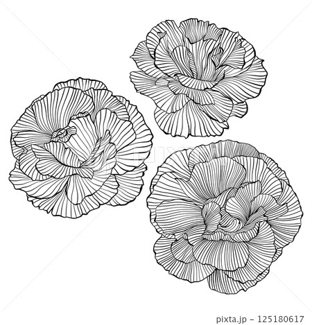 Line Drawing Wavy Flower Peony, Vector Isolated Line Art Hand-Drawn Peony Floral Logo Intricate Black Outline Vector, Elegant Floral Details 125180617