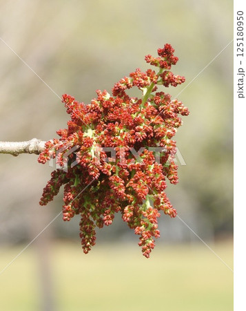楷(かい)の木の花 楷(かい)の木の花 125180950