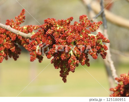 楷（かい）の木の花 125180951