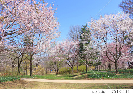 春の国営アルプスあづみの公園 堀金・穂高地区 春の国営アルプスあづみの公園 堀金・穂高地区 125181136