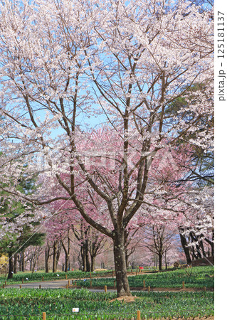 春の国営アルプスあづみの公園 堀金・穂高地区 125181137